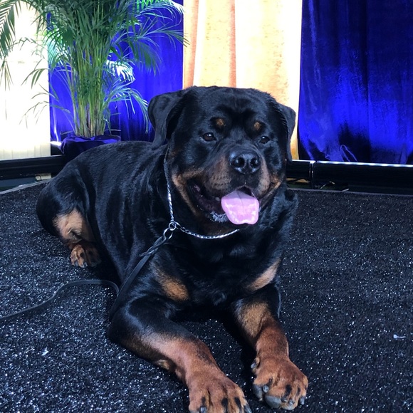 Meet your Posher, Anne - Picture 4 of 15